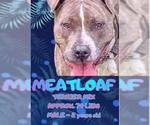 Small #1 American Staffordshire Terrier Mix