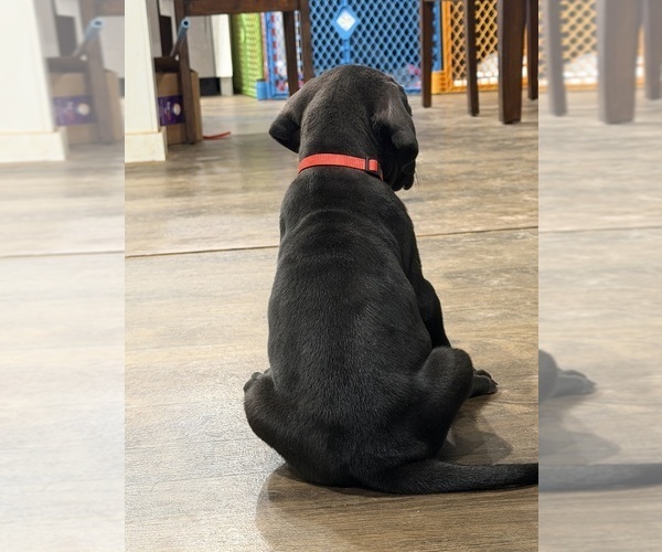 Medium Photo #2 Great Dane Puppy For Sale in GRANBURY, TX, USA