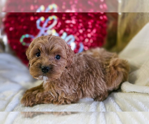 Cockapoo (Miniature) Litter for sale in GAP, PA, USA