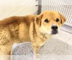 Small #1 Chow Chow Mix