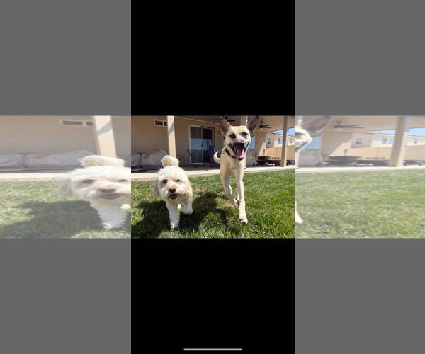 Medium Photo #6 Chihuahua-Unknown Mix Puppy For Sale in La Verne, CA, USA