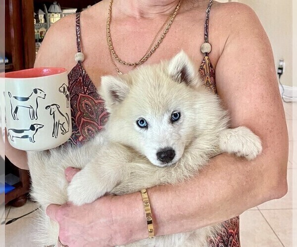 Full screen Photo #1 Pomsky-Siberian Husky Mix Puppy For Sale in WINDERMERE, FL, USA