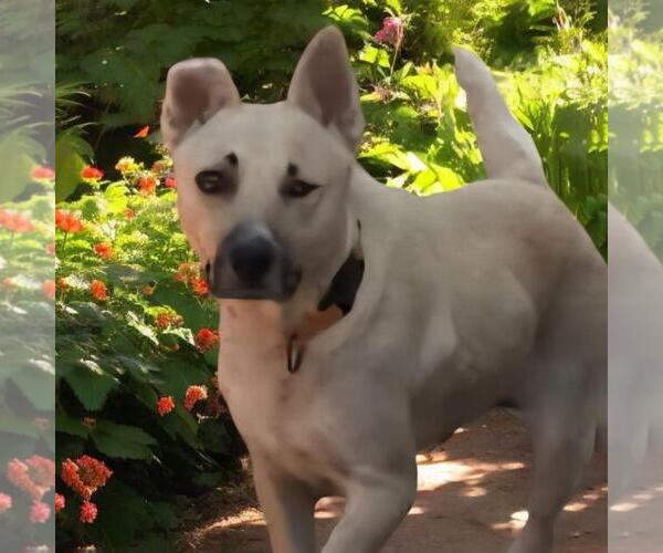Medium Photo #2 Mutt Puppy For Sale in San Diego, CA, USA