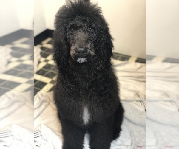 Medium Photo #1 Labradoodle Puppy For Sale in VANCOUVER, WA, USA