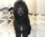 Small Photo #1 Labradoodle Puppy For Sale in VANCOUVER, WA, USA