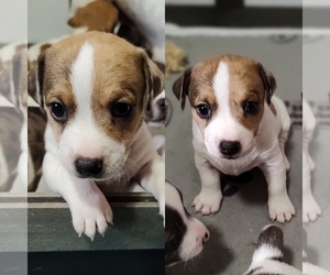 Jack Russell Terrier Puppy for sale in JASPER, FL, USA