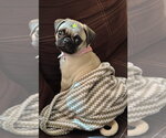 Small #1 Pug