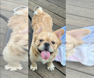 Father of the French Bulldog puppies born on 06/23/2025