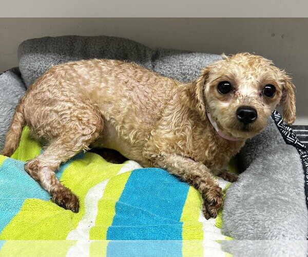 Medium Photo #5 Poodle (Toy) Puppy For Sale in Pacolet, SC, USA