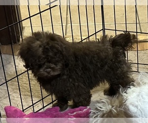 Shih-Poo Puppy for Sale in GLOUCESTER, Virginia USA