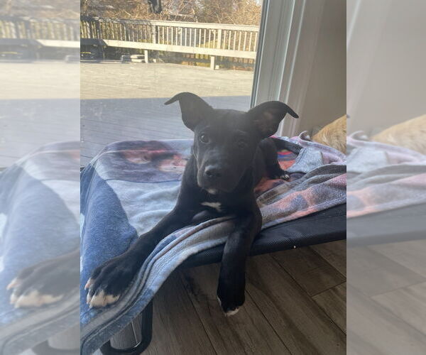 Medium Photo #7 Labrador Retriever Puppy For Sale in Brewster, NY, USA
