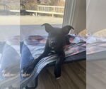 Small #6 Labrador Retriever
