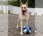 Small #8 German Shepherd Dog Mix