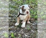 Small #5 Boston Terrier