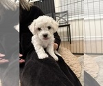 Puppy Daphne Bichon Frise