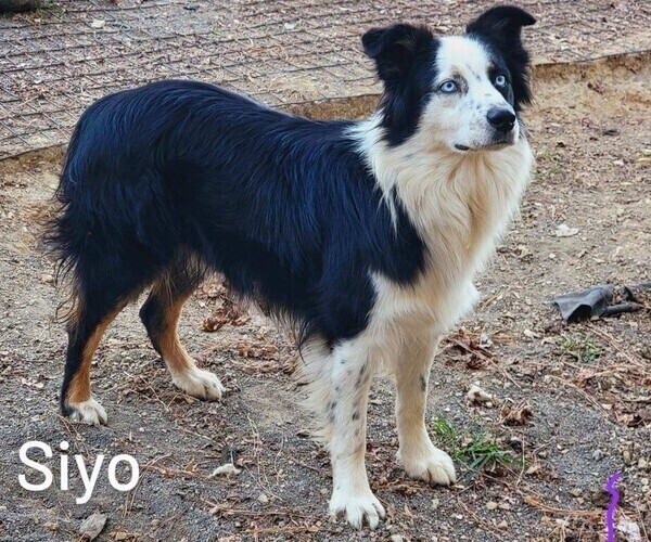 Medium Photo #1 Australian Shepherd Puppy For Sale in SYLVA, NC, USA