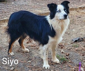 Father of the Australian Shepherd puppies born on 05/13/2026