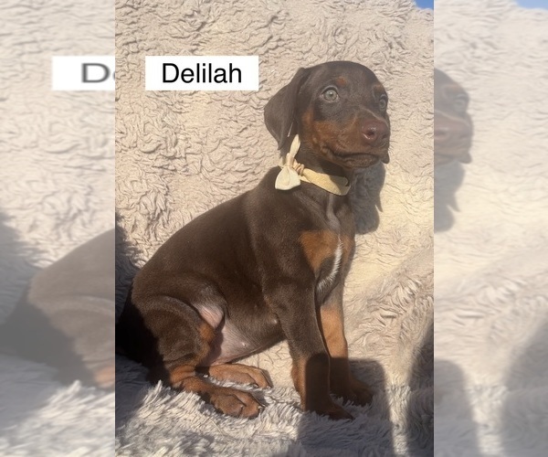 Medium Photo #4 Doberman Pinscher Puppy For Sale in POMEROY, OH, USA