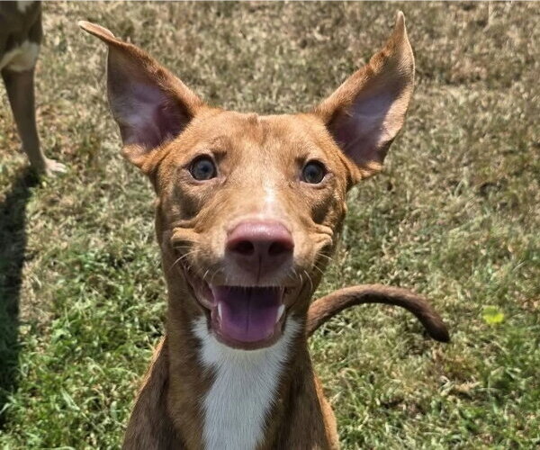 Medium Photo #1 Pointer-Unknown Mix Puppy For Sale in Anniston, AL, USA