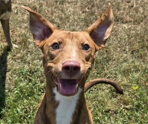 Pointer-Unknown Mix Dogs for adoption in Anniston, AL, USA
