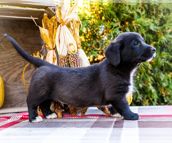 Medium Photo #7 Golden Retriever-Pembroke Welsh Corgi Mix Puppy For Sale in WAKARUSA, IN, USA