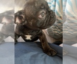 Small Photo #7 French Bulldog Puppy For Sale in LOMA LINDA, CA, USA