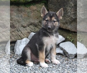 Medium German Shepherd Dog-Siberian Husky Mix