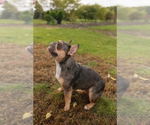 Mother of the French Bulldog puppies born on 02/21/2026