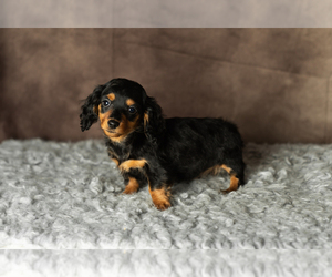 Dachshund Puppy for sale in MILFORD, IN, USA