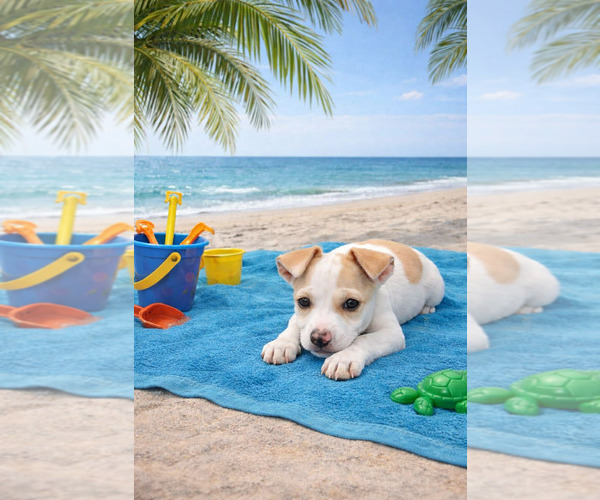 Medium Photo #2 Italian Greyhound-Unknown Mix Puppy For Sale in Sanford, FL, USA