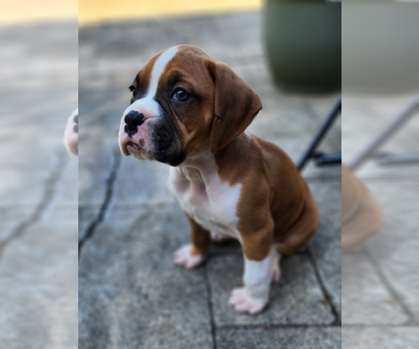Medium Photo #5 Boxer Puppy For Sale in NEWBERG, OR, USA