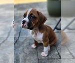 Litter of 4 - Male BoxerLitter of Puppies for Sale - Photo #5