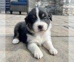 Small #1 Australian Shepherd