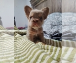 Small #7 French Bulldog