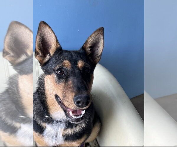 Medium Photo #13 Mutt Puppy For Sale in Elmsford, NY, USA