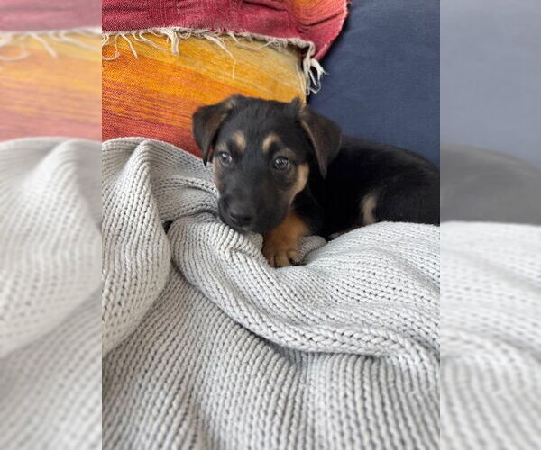 Medium Photo #1 Labrador Retriever-Unknown Mix Puppy For Sale in Plainfield, IL, USA