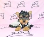 Small Photo #55 Yorkshire Terrier Puppy For Sale in LAS VEGAS, NV, USA