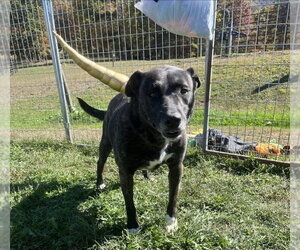 Isabelle - Female American Bulldog-Siberian Husky Mix Dog for Adoption - Photo #4