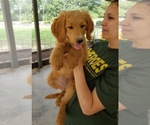 Small Photo #6 Goldendoodle Puppy For Sale in CLARKSVILLE, TX, USA