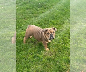 Father of the English Bulldog puppies born on 06/04/2026