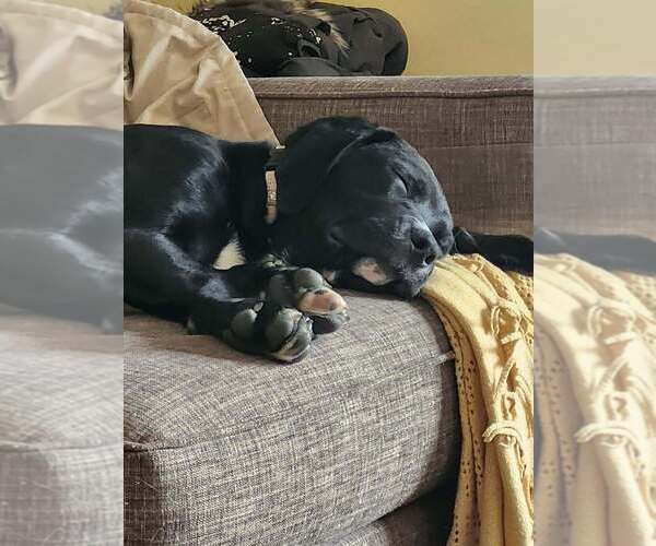 Medium Photo #4 Great Dane-Retriever  Mix Puppy For Sale in Springdale, PA, USA