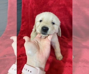 Golden Retriever Puppy for Sale in FOUNTAIN, Colorado USA