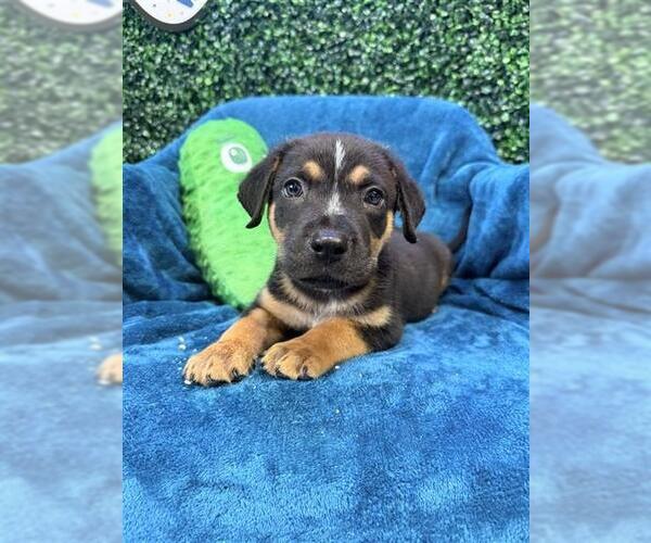 Medium Photo #2 American Pit Bull Terrier Puppy For Sale in Corpus Christi, TX, USA
