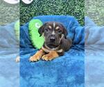 Small #1 American Pit Bull Terrier