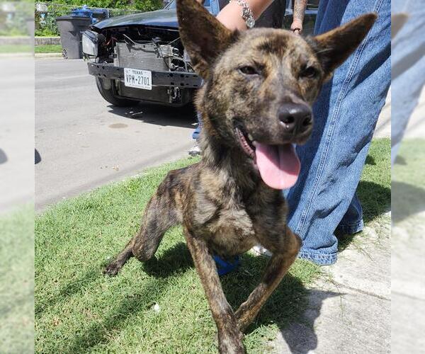 Medium Photo #1 Mutt Puppy For Sale in San Antonio, TX, USA