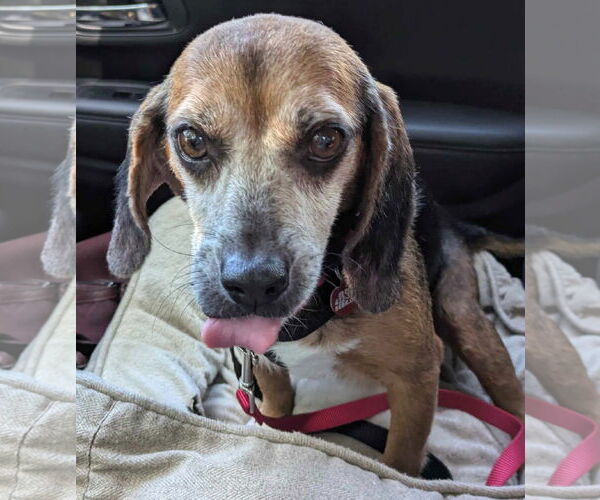 Medium Photo #7 Beagle Puppy For Sale in Dunnellon, FL, USA