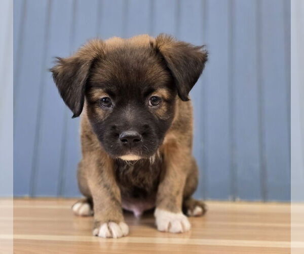 Medium Photo #2 Labrador Retriever-Pembroke Welsh Corgi Mix Puppy For Sale in Lakewood, CO, USA