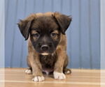 Small #1 Labrador Retriever-Pembroke Welsh Corgi Mix