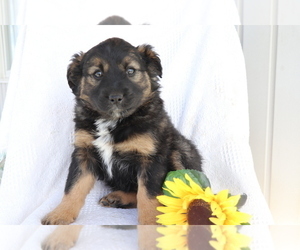 Boxer-Norwegian Elkhound Mix Puppy for sale in SHILOH, OH, USA