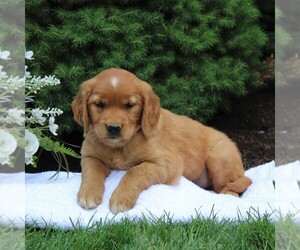 Golden Retriever Puppy for sale in NARVON, PA, USA